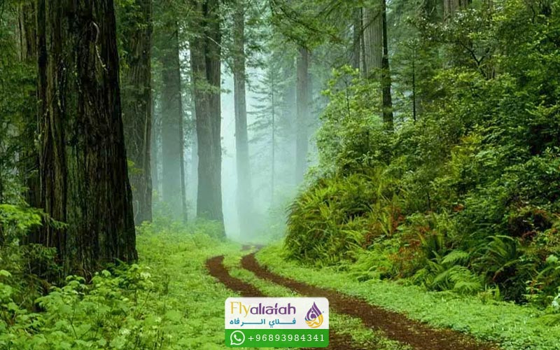 السياحة في نوشهر 5 غابات نوشهر الكثيفة وجمالها الطبيعي